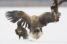 White-tailed Eagle - Haliaeetus albicilla