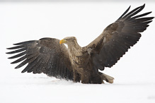 White-tailed Eagle - Haliaeetus albicilla