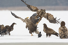 White-tailed Eagle - Haliaeetus albicilla