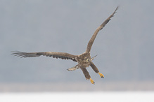 White-tailed Eagle - Haliaeetus albicilla