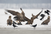 White-tailed Eagle - Haliaeetus albicilla