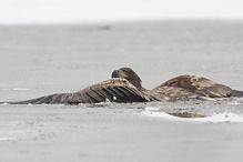 White-tailed Eagle - Haliaeetus albicilla