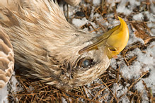 Orel mořský - Haliaeetus albicilla