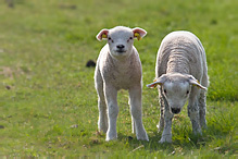 Sheep - Ovis aries