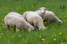 Ovce domácí - Ovis aries