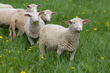 Sheep - Ovis aries