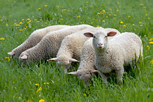 Ovce domácí - Ovis aries