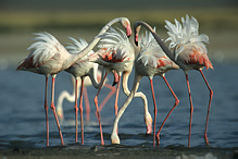 Plameňák růžový - Phoenicopterus ruber