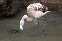 Greater Flamingo - Phoenicopterus ruber