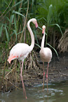 Greater Flamingo - Phoenicopterus ruber