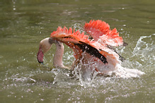 Greater Flamingo - Phoenicopterus ruber