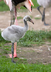 Greater Flamingo - Phoenicopterus ruber