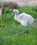 Greater Flamingo - Phoenicopterus ruber