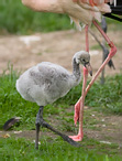 Plameňák růžový - Phoenicopterus ruber