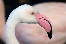 Plameňák růžový - Phoenicopterus ruber