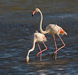 Greater Flamingo - Phoenicopterus ruber