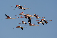 Greater Flamingo - Phoenicopterus ruber