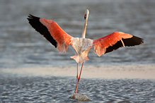 Plameňák růžový - Phoenicopterus ruber
