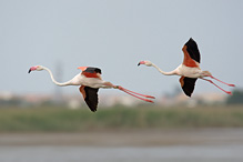 Greater Flamingo - Phoenicopterus ruber