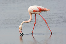 Plameňák růžový - Phoenicopterus ruber