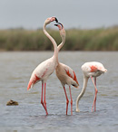 Greater Flamingo - Phoenicopterus ruber