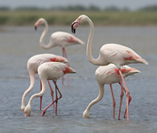 Greater Flamingo - Phoenicopterus ruber