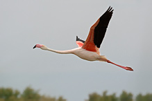 Greater Flamingo - Phoenicopterus ruber