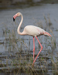 Greater Flamingo - Phoenicopterus ruber