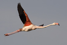 Greater Flamingo - Phoenicopterus ruber