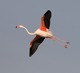 Plameňák růžový - Phoenicopterus ruber