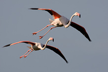 Greater Flamingo - Phoenicopterus ruber