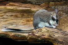 Garden Dormouse - Eliomys quercinus