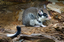 Garden Dormouse