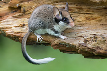 Garden Dormouse - Eliomys quercinus