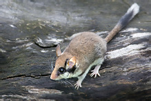 Garden Dormouse - Eliomys quercinus