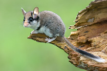 Garden Dormouse - Eliomys quercinus