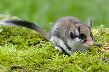 Garden Dormouse - Eliomys quercinus