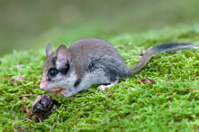 Plch zahradní - Eliomys quercinus