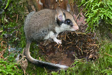 Plch zahradní - Eliomys quercinus