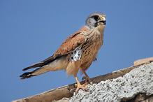 Kestrel - Falco tinnunculus