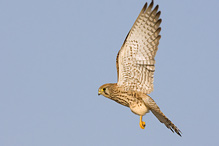 Kestrel - Falco tinnunculus