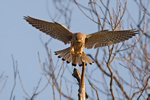 Kestrel - Falco tinnunculus