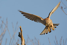 Kestrel - Falco tinnunculus