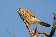 Kestrel - Falco tinnunculus