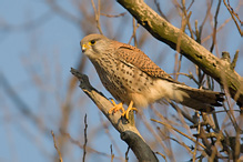 Poštolka obecná - Falco tinnunculus