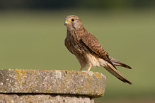 Kestrel - Falco tinnunculus