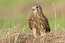 Kestrel - Falco tinnunculus