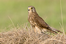 Kestrel - Falco tinnunculus