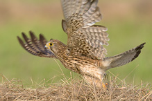 Kestrel - Falco tinnunculus