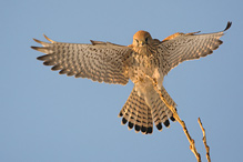 Kestrel - Falco tinnunculus